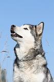ALASKAN MALAMUTE 156